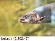 Siberian taimen (Hucho taimen), also known as the common taimen. Стоковое фото, фотограф Татьяна Терехина / Фотобанк Лори