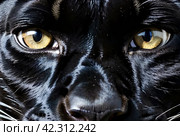 Up close and personal with black panther puma, natural habitat. Showcasing fierce and serious gaze as wild predator in exotic natural world. Animal themes wildlife concept. Copy ad text space. Gen Ai. Стоковое AI-изображение, AI-художник Aleksandr Golubev / Фотобанк Лори