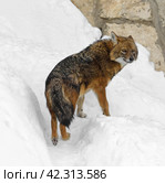 Golden jackal (Canis aureus) on winter day. Стоковое фото, фотограф Валерия Попова / Фотобанк Лори