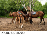 Жеребята с мамами. Foals with mothers. Стоковое фото, фотограф Мария Одинцова / Фотобанк Лори