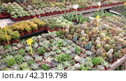 Large quantity of little brown garden pots with succulent in open-air plants market. Стоковое видео, видеограф Яков Филимонов / Фотобанк Лори