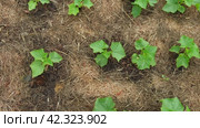 Mulching the topsoil on a vegetable bed with mowed grass. Biohumus organic fertilizer. Earth soil erosion. Sustainable gardening. Covering young plants with straw to protect, drying and control weeds. Стоковое видео, видеограф Марина Демидюк / Фотобанк Лори