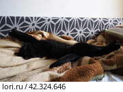 Very black cat sleeps, lying on his back and closing eyes. Nursling lazily rests on beige-brown woolen blanket at home. Pet care. Close-up of cat muzzle with long whiskers. Breeding domestic animals. Стоковое фото, фотограф Юлия Петровская / Фотобанк Лори