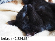 Very black cat sleeps, lying on his back and closing eyes. Nursling lazily rests on beige-brown woolen blanket at home. Pet care. Close-up of cat muzzle with long whiskers. Breeding domestic animals. Стоковое фото, фотограф Юлия Петровская / Фотобанк Лори