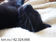 Very black cat sleeps, lying on his back and closing eyes. Nursling lazily rests on beige-brown woolen blanket at home. Pet care. Close-up of cat muzzle with long whiskers. Breeding domestic animals. Стоковое фото, фотограф Юлия Петровская / Фотобанк Лори