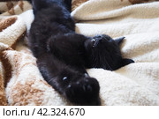 Very black cat sleeps, lying on his back and closing eyes. Nursling lazily rests on beige-brown woolen blanket at home. Pet care. Close-up of cat muzzle with long whiskers. Breeding domestic animals. Стоковое фото, фотограф Юлия Петровская / Фотобанк Лори