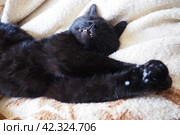 Very black cat sleeps, lying on his back and closing eyes. Nursling lazily rests on beige-brown woolen blanket at home. Pet care. Close-up of cat muzzle with long whiskers. Breeding domestic animals. Стоковое фото, фотограф Юлия Петровская / Фотобанк Лори
