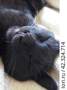 Very black cat sleeps, lying on his back and closing eyes. Nursling lazily rests on beige-brown woolen blanket at home. Pet care. Close-up of cat muzzle with long whiskers. Breeding domestic animals. Стоковое фото, фотограф Юлия Петровская / Фотобанк Лори