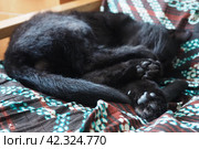 Very black cat sleeps, lying on his back and closing eyes. Nursling lazily rests on brown blanket at home. Pet care. Close-up of cat muzzle with long whiskers. Breeding domestic animals. Стоковое фото, фотограф Юлия Петровская / Фотобанк Лори