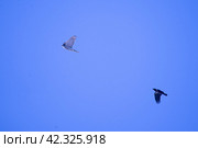 Серая ворона прогоняет сокола-тетеревятника. Стоковое фото, фотограф Сайганов Александр / Фотобанк Лори