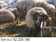 Livestock. A ram and sheep in a pen. The concept of animal husbandry and rural life. Sheep in the fresh air. Close-up. A pet on a private eco-farm. Agricultural industry. Стоковое фото, фотограф Photojuli / Фотобанк Лори