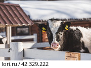 Livestock. The cow is in the pen. The concept of animal husbandry and rural life. Chipping of animals. Chips in the ears of a cow. A pet on a private eco-farm. Agricultural industry. Стоковое фото, фотограф Photojuli / Фотобанк Лори