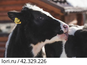 Livestock. The cow is in the pen. The concept of animal husbandry and rural life. Chipping of animals. Chips in the ears of a cow. A pet on a private eco-farm. Agricultural industry. Стоковое фото, фотограф Photojuli / Фотобанк Лори