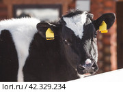 Livestock. The cow is in the pen. The concept of animal husbandry and rural life. Chipping of animals. Chips in the ears of a cow. A pet on a private eco-farm. Agricultural industry. Стоковое фото, фотограф Photojuli / Фотобанк Лори