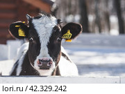 Livestock. The cow is in the pen. The concept of animal husbandry and rural life. Chipping of animals. Chips in the ears of a cow. A pet on a private eco-farm. Agricultural industry. Стоковое фото, фотограф Photojuli / Фотобанк Лори