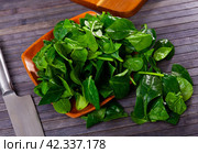 Fresh green spinach leaves on wooden table and in bowl. Стоковое фото, фотограф Яков Филимонов / Фотобанк Лори