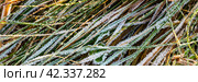 The grass is covered with frost. Beautiful natural background with hoarfrost on the grass. Ground texture with frozen meadow plants. Rime ice on blades of grass during frosts. Cold weather. Стоковое фото, фотограф Андрей Степанов / Фотобанк Лори