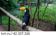 A charming Big Toucan Ramphastos toco is sitting on a perch in the park. A tropical beautiful bird with a huge orange beak, blue eyes, black and white plumage. Brazil. Bird Park. Foz do Iguacu. Стоковое фото, фотограф Вера Ивановна Кубарева / Фотобанк Лори