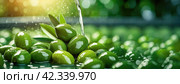 Fresh green olives undergoing a cleansing process in a water bath. Olive production step with ripe drupes being rinsed, preparing for oil extraction. Panorama with copy space. Стоковое AI-изображение, AI-художник Igor Tichonow / Фотобанк Лори