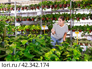 Positive girl choosing potted epipremnum aureum in gardening store. Стоковое фото, фотограф Яков Филимонов / Фотобанк Лори