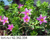 Beautiful flowering tropical woodsorrel (lat.- Oxalis hirta) Стоковое фото, фотограф Irina Opachevsky / Фотобанк Лори