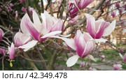 Magnolia is a large genus of flowering plant species in subfamily Magnolioideae of the family Magnoliaceae. Beautiful blooming pink white flowers and buds of magnolia. Magnolia soulangeana in garden. Стоковое видео, видеограф Юлия Петровская / Фотобанк Лори