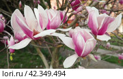 Magnolia is a large genus of flowering plant species in subfamily Magnolioideae of the family Magnoliaceae. Beautiful blooming pink white flowers and buds of magnolia. Magnolia soulangeana in garden. Стоковое видео, видеограф Юлия Петровская / Фотобанк Лори