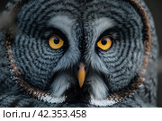 Portrait of great gray owl, strix nebulosa. Стоковое AI-изображение, AI-художник Евгений Харитонов / Фотобанк Лори