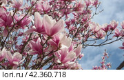 Magnolia is a large genus of flowering plant species in subfamily Magnolioideae of the family Magnoliaceae. Beautiful blooming pink white flowers and buds of magnolia. Magnolia soulangeana in garden. Стоковое видео, видеограф Юлия Петровская / Фотобанк Лори