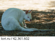 Photography of white kangaroo. Bennett's wallaby in sunny summer. She looking around attentively. High resolution image. Стоковое фото, фотограф YuryKara / Фотобанк Лори