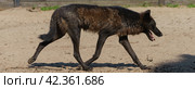 Photography of a Canadian wolf. He is running at hot day. Mouth is opened. Bark brown color. Wild animals behaviour  theme. Стоковое фото, фотограф YuryKara / Фотобанк Лори