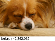 Portrait of a Papillon Purebred Dog inside of house. Animal is sleeping in the room. She lies on the couch. Concept of domestic life. Animals theme. Стоковое фото, фотограф YuryKara / Фотобанк Лори