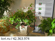 Цветущий куст свинчатки индийской (Plumbago indica). Оранжерея в музее-заповеднике Царицыно, Москва, Россия. (2024 год). Редакционное фото, фотограф Сергей Рыбин / Фотобанк Лори