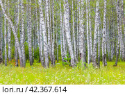 Birch grove. Стоковое фото, фотограф Винокуров Александр / Фотобанк Лори
