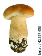 Porcini. Стоковое фото, фотограф Винокуров Александр / Фотобанк Лори