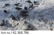 Urban grey pigeons gather food on the spring snow in the park. Shooting from above. Slow motion. Стоковое видео, видеограф Ярославский Максим / Фотобанк Лори