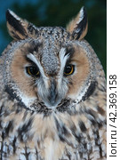 Screech Owl. Стоковое фото, фотограф Винокуров Александр / Фотобанк Лори