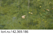 Южный Урал, карстовое озеро Голубой Грифон у реки Зилим. The Southern Urals, the Blue Griffin karst lake near the Zilim River. Стоковое видео, видеограф Евгений Романов / Фотобанк Лори