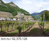 Замок Шато д'Эгль в кантоне Во, Швейцария. Виноградники (2009 год). Стоковое фото, фотограф Ерохин Дмитрий Викторович / Фотобанк Лори