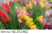 Spring different color tulips floral bunch. Concept International Women's Day, March 8. 8th march. Spring background. Tulip, colorful tulips bouquet. Present for March 8. Holiday decor with flowers. Стоковое видео, видеограф Марина Демидюк / Фотобанк Лори