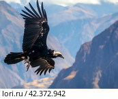 Majestic Condor in Flight Over Mountains. Стоковое AI-изображение, AI-художник Кирилл Черезов / Фотобанк Лори