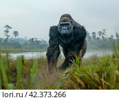 Majestic Silverback Gorilla in Natural Habitat. Стоковое AI-изображение, AI-художник Кирилл Черезов / Фотобанк Лори