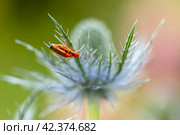 Rhagonycha fulva or rufous softfoot on a blue eryngium flower. Стоковое фото, фотограф Ольга Сейфутдинова / Фотобанк Лори