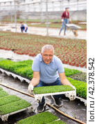 male gardener swaps pallets with young deren seedlings for full formation of plant. Стоковое фото, фотограф Яков Филимонов / Фотобанк Лори