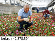 Old man florist sitting down and looking to the pot of waller's balsamine in greenhouse. Стоковое фото, фотограф Яков Филимонов / Фотобанк Лори