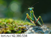 Mantis on a green background,Generative AI. Стоковое AI-изображение, AI-художник Анна Кривицкая / Фотобанк Лори