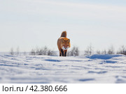 Рыжая лисица (Vulpes vulpes). Лиса идет по снегу. Дикое животное в естественной среде обитания в тундре в Арктике. Хищник в дикой природе. Дикая природа Сибири и Дальнего Востока. Отдалённая труднодоступная местность на Крайнем Севере России. Чукотка, Россия. Стоковое фото, фотограф Андрей Степанов / Фотобанк Лори