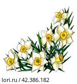 Narcissus corner composicion of flowers watercolor illustration. Стоковая иллюстрация, иллюстратор Анастасия Филиппова / Фотобанк Лори