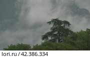 Mountain fog among treetops. Стоковое видео, видеограф Данил Руденко / Фотобанк Лори
