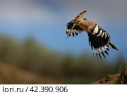 Удод. Кормление птенцов. Стоковое фото, фотограф Кучкаев Марат / Фотобанк Лори
